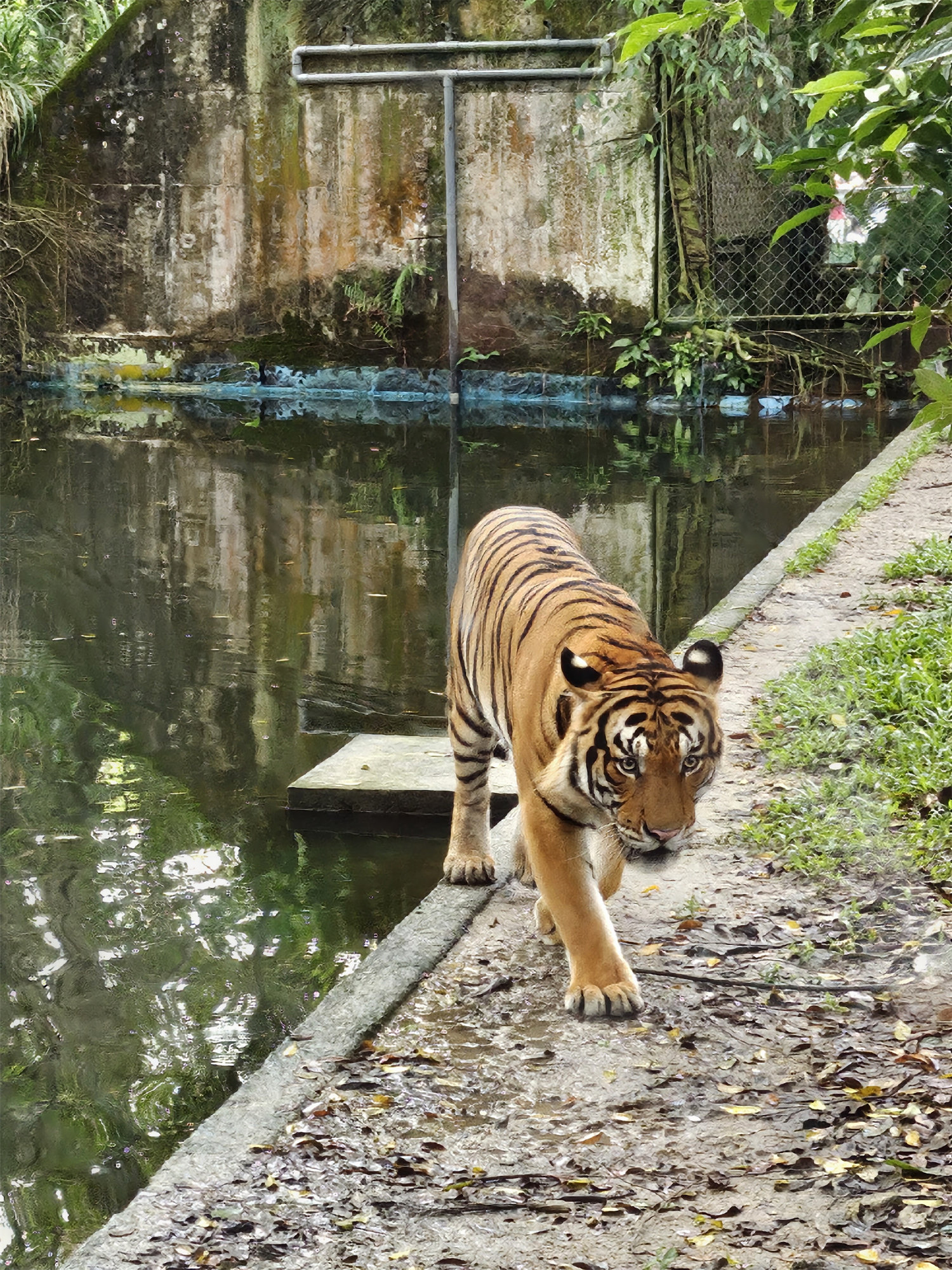 【手機攝影】國家動物園遊記；來看看 Samsung Galaxy Z Flip5 如何透過外屏與 AI 相機技術提升拍攝樂趣！ 78