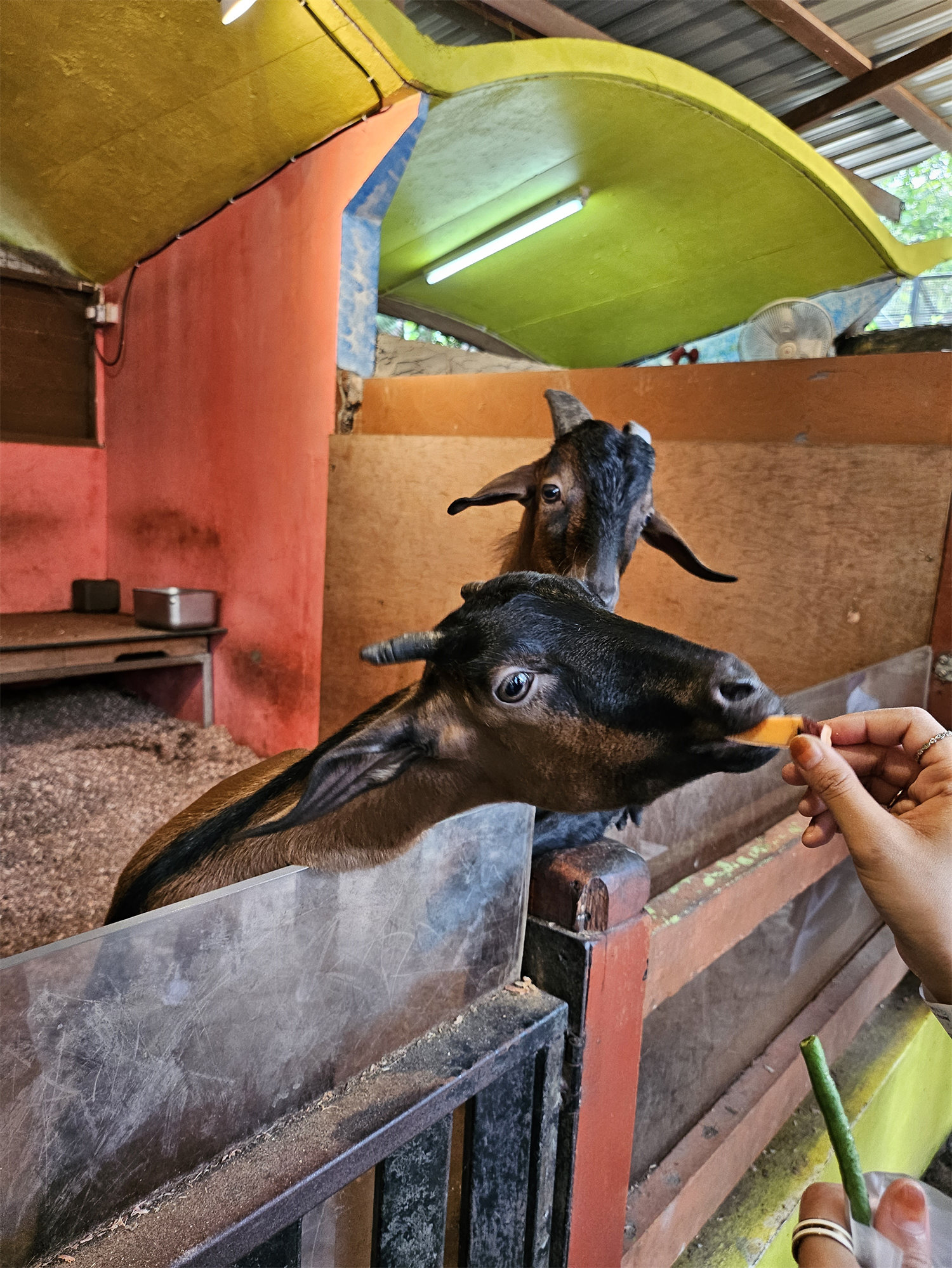 【手機攝影】國家動物園遊記；來看看 Samsung Galaxy Z Flip5 如何透過外屏與 AI 相機技術提升拍攝樂趣！ 41