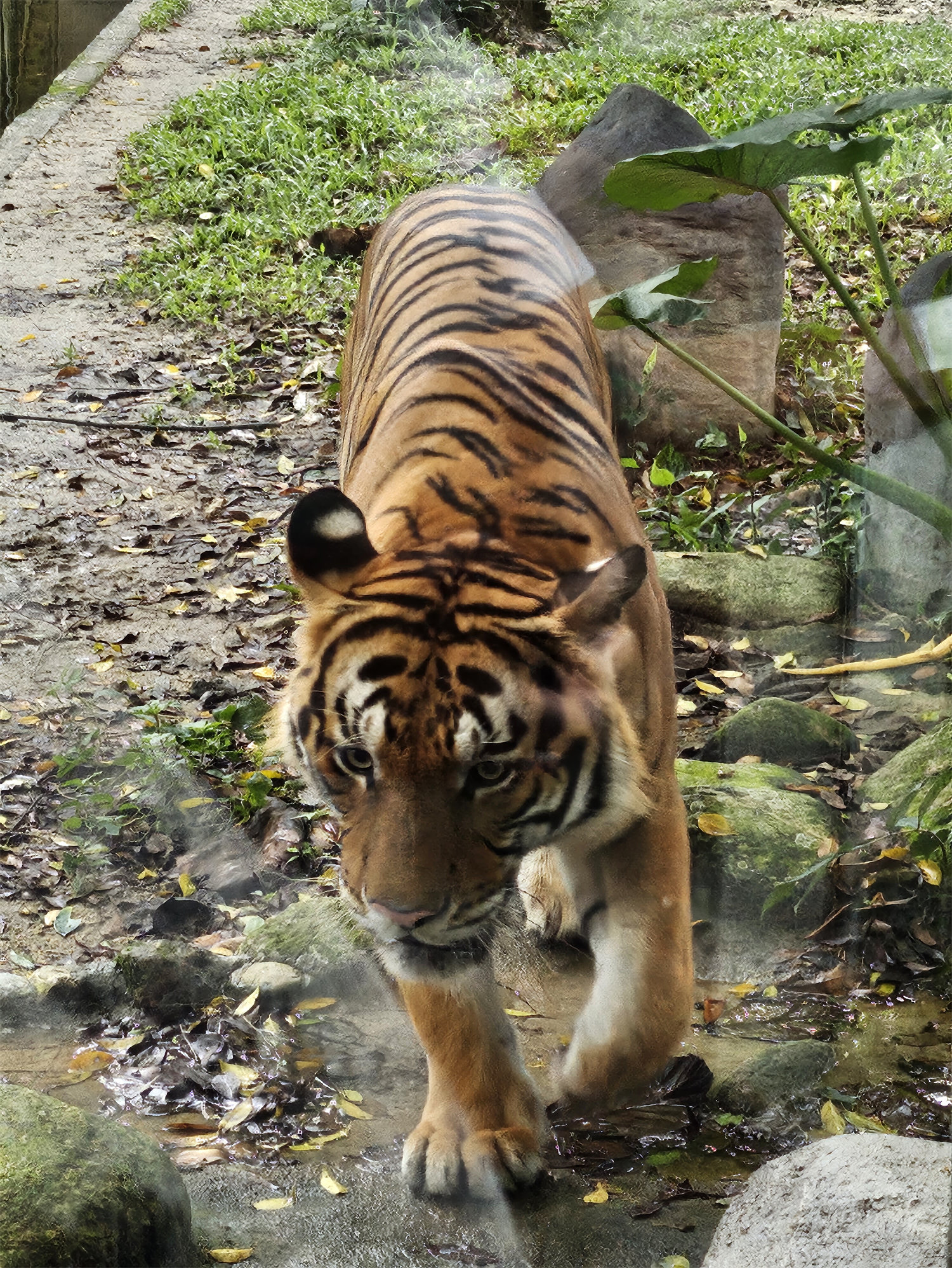 【手機攝影】國家動物園遊記；來看看 Samsung Galaxy Z Flip5 如何透過外屏與 AI 相機技術提升拍攝樂趣！ 29