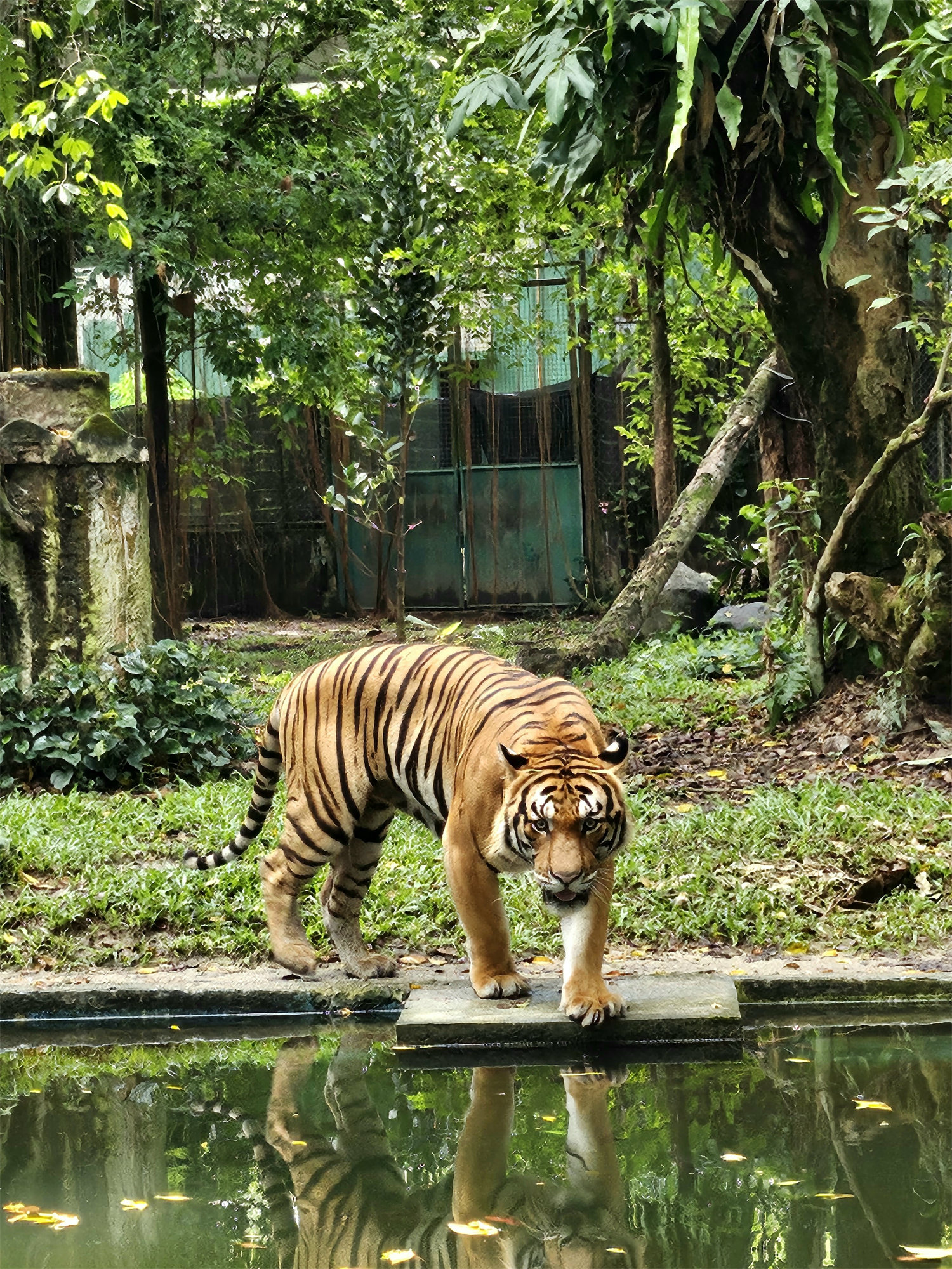 【手機攝影】國家動物園遊記；來看看 Samsung Galaxy Z Flip5 如何透過外屏與 AI 相機技術提升拍攝樂趣！ 3