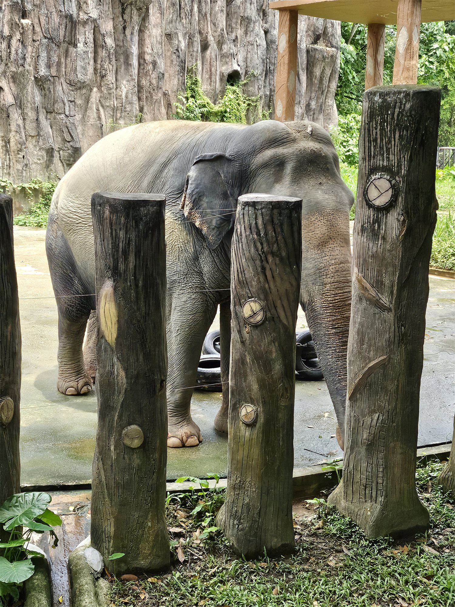 【手機攝影】國家動物園遊記；來看看 Samsung Galaxy Z Flip5 如何透過外屏與 AI 相機技術提升拍攝樂趣！ 68