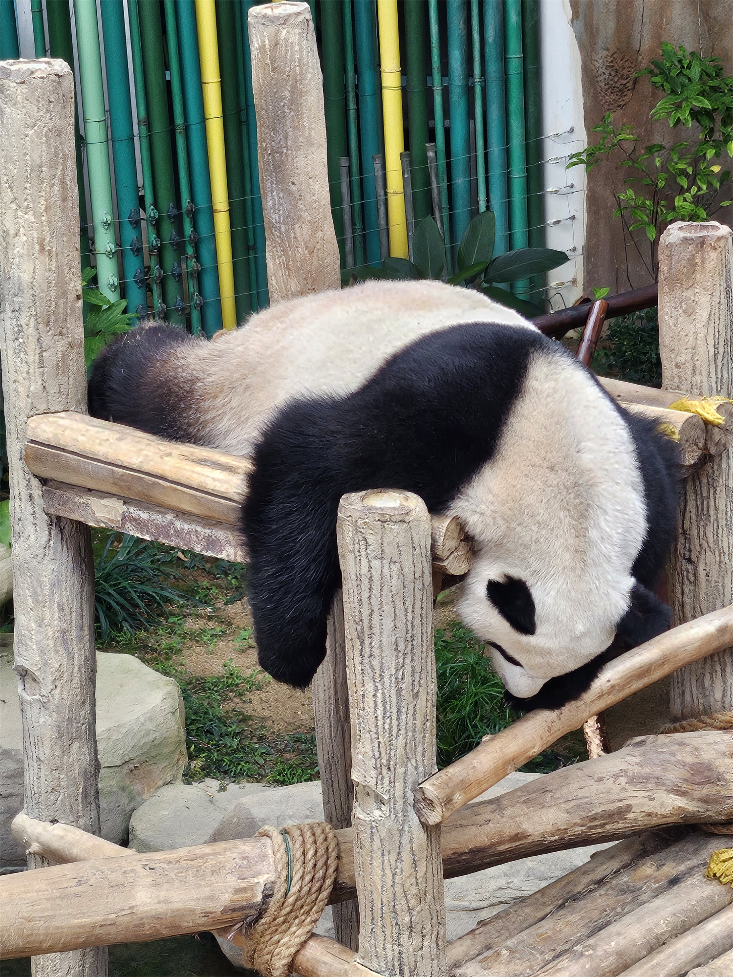 【手機攝影】國家動物園遊記；來看看 Samsung Galaxy Z Flip5 如何透過外屏與 AI 相機技術提升拍攝樂趣！ 5