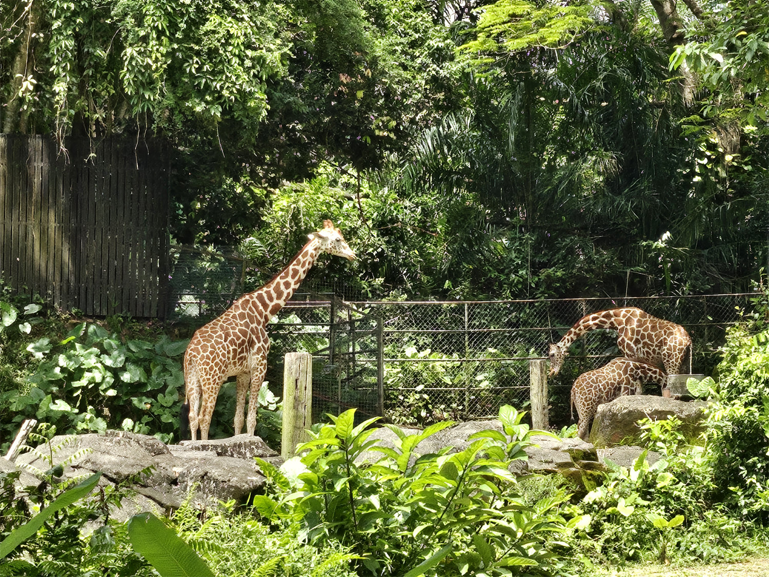 【手機攝影】國家動物園遊記；來看看 Samsung Galaxy Z Flip5 如何透過外屏與 AI 相機技術提升拍攝樂趣！ 35