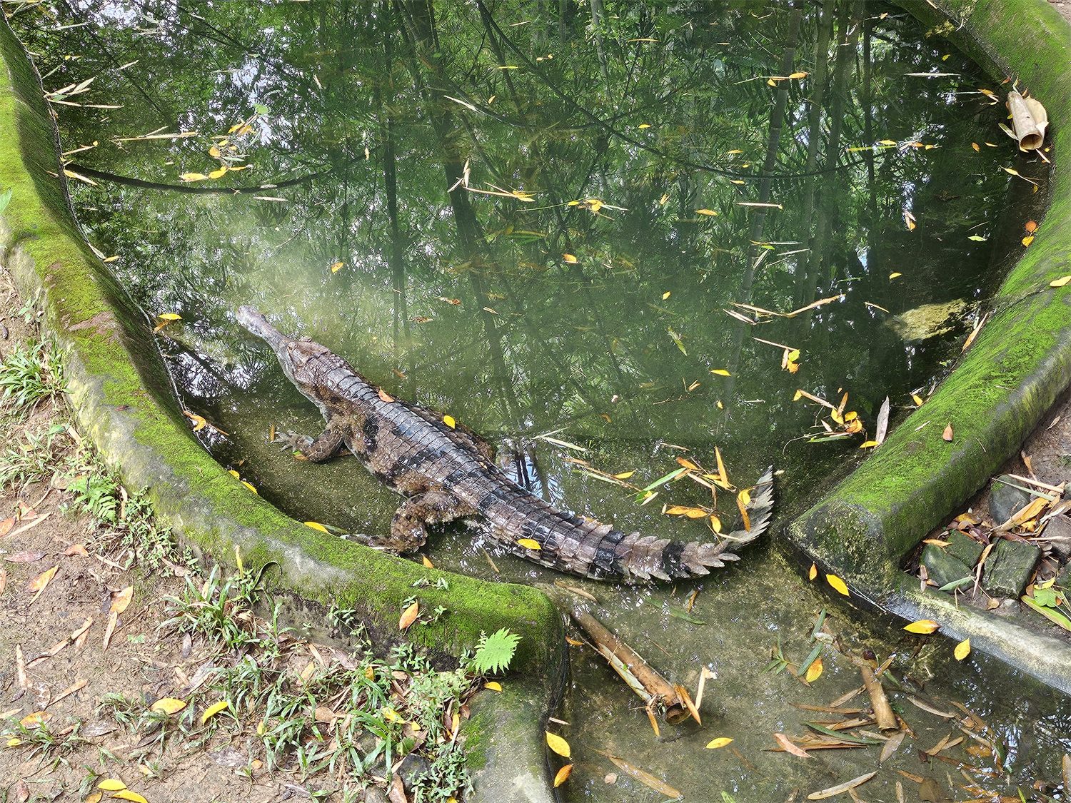 【手機攝影】國家動物園遊記；來看看 Samsung Galaxy Z Flip5 如何透過外屏與 AI 相機技術提升拍攝樂趣！ 73