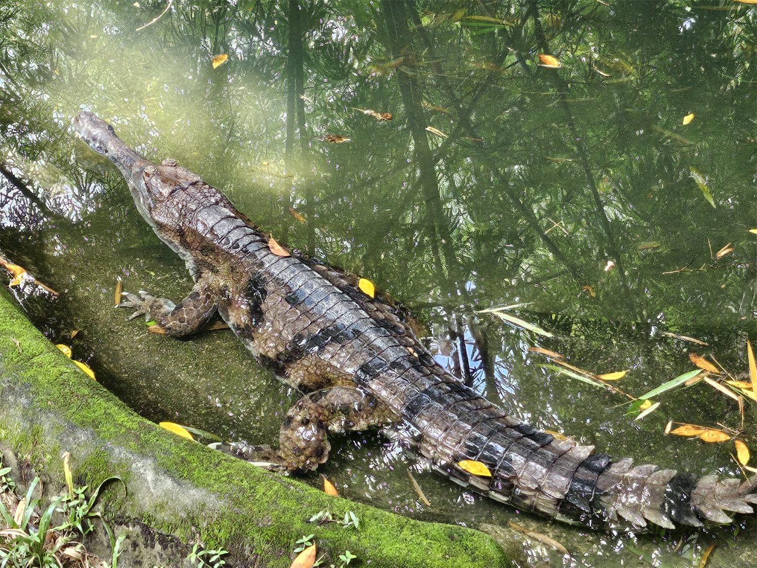 【手機攝影】國家動物園遊記；來看看 Samsung Galaxy Z Flip5 如何透過外屏與 AI 相機技術提升拍攝樂趣！ 7